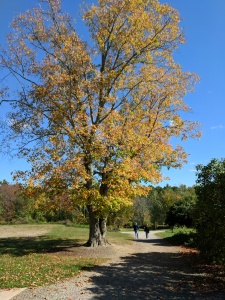 Tree with fall foliage